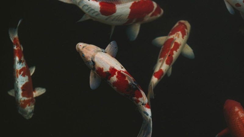white and red koi fish